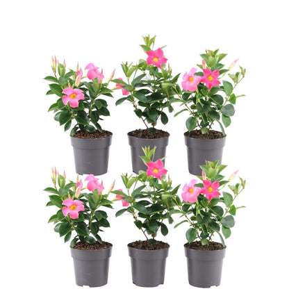 6 x Dipladenia Pink - Mandevilla Pink - pflanzfix24