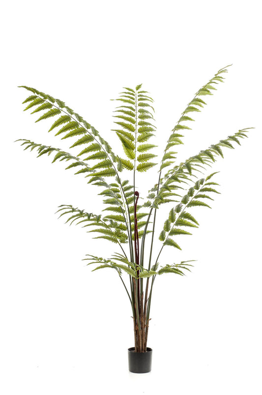 Kunstpflanze Rumohra Adiantiformis 180 cm – Lederfarn | Pflanzfix24.de - Pflanzfix24.de