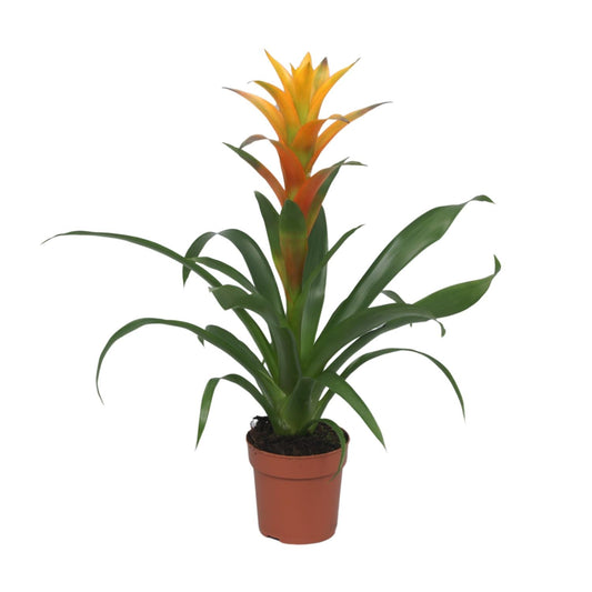 Guzmania Solara - Ø12cm - ↕50cm bei Pflanzfix24