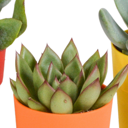 Vetplanten-Mischung 5x Sukkulenten 5,5 cm bunter Kunststofftopf | Pflanzfix24.de - Pflanzfix24.de
