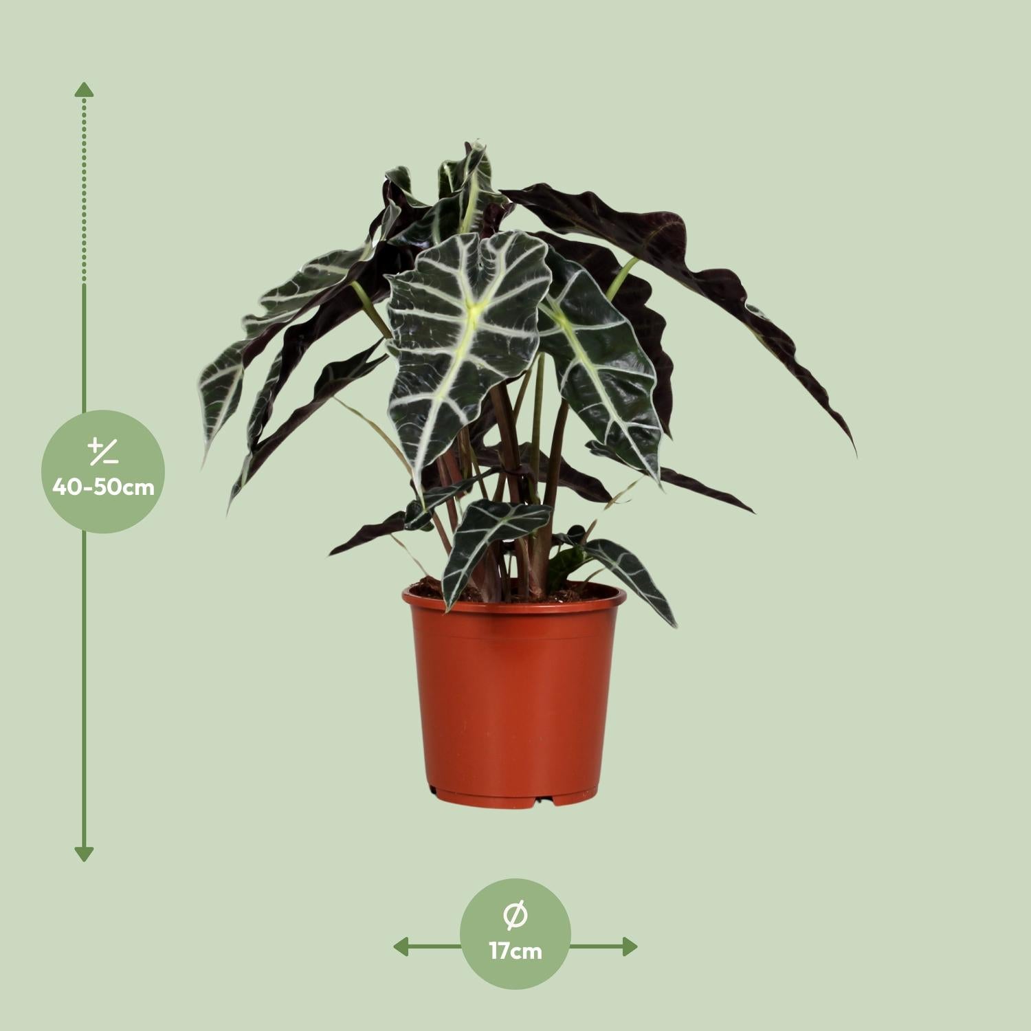 Alocasia Polly - Ø17cm - ↕45cm bei Pflanzfix24.de - Pflanzfix24.de