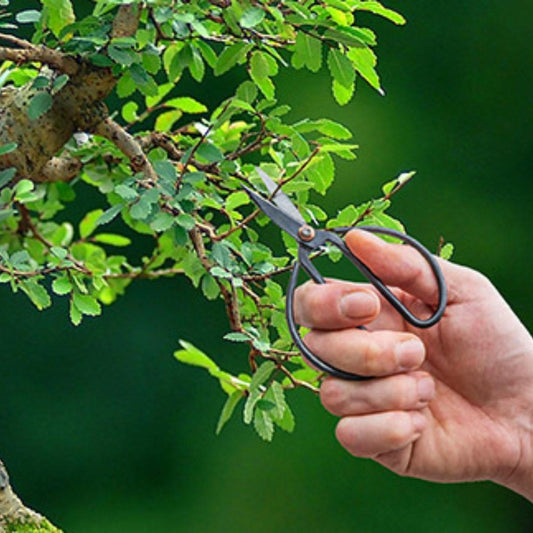 Bonsai Schere 19 cm – Profi-Werkzeug L | Pflanzfix24