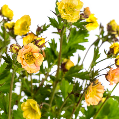 Geum Rivale Yellow Ø19cm - ↕50 - 70cm - Pflanzfix24