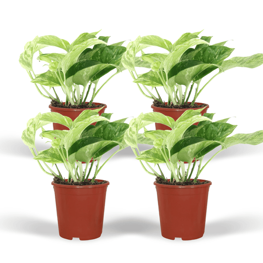 Epipremnum Marble Queen - 4 Stücke - Pflanzfix24.de - Pflanzfix24.de