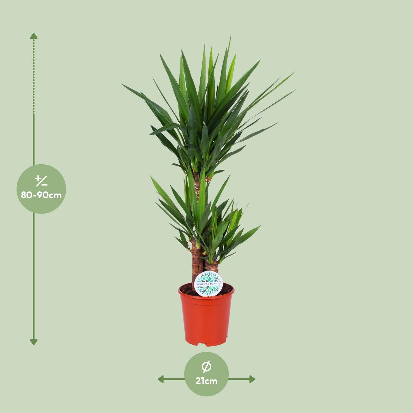 Yucca Elephantipes - Ø21cm - ↕90cm bei Pflanzfix24