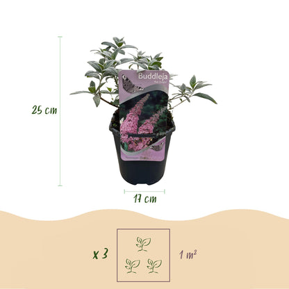 Pflanzfix24.de - Schmetterlingsstrauch - Buddleja davidii Pink Delight - Blüte Rosa - 1 Pflanze - Laubabwerfend - Schmetterlingsanziehend - Topf 17cm Höhe 25cm - Pflanzfix24.de