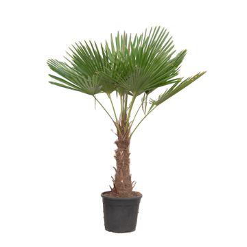 Trachycarpus Fortuneii Palme 180-200cm – Robust & Exotisch | Pflanzfix24.de - Pflanzfix24.de