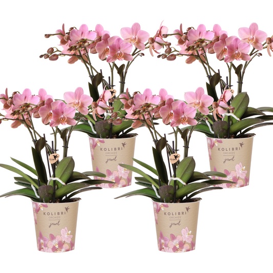 4x Phalaenopsis Orchidee 'Treviso' Altrosa Ø12cm – Kombi-Set | Pflanzfix24.de - Pflanzfix24.de