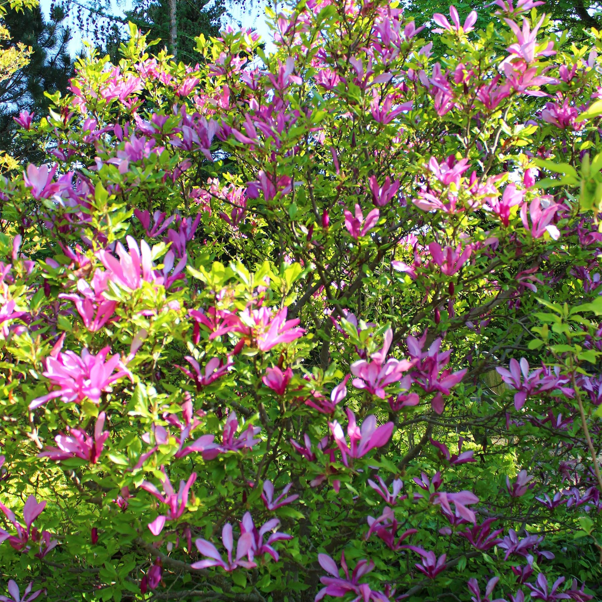 Pflanzfix24.de - Magnolia Susan - Blumen Dunkelrosa - 1 Pflanze - Topf 17cm - Pflanzfix24.de