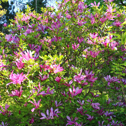 Pflanzfix24.de - Magnolia Susan - Blumen Dunkelrosa - 1 Pflanze - Topf 17cm - Pflanzfix24.de