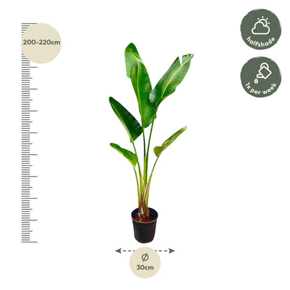 Strelitzia Augusta 210 cm Ø30 – Weiße Paradiesvogel Pflanze | Pflanzfix24.de - Pflanzfix24.de