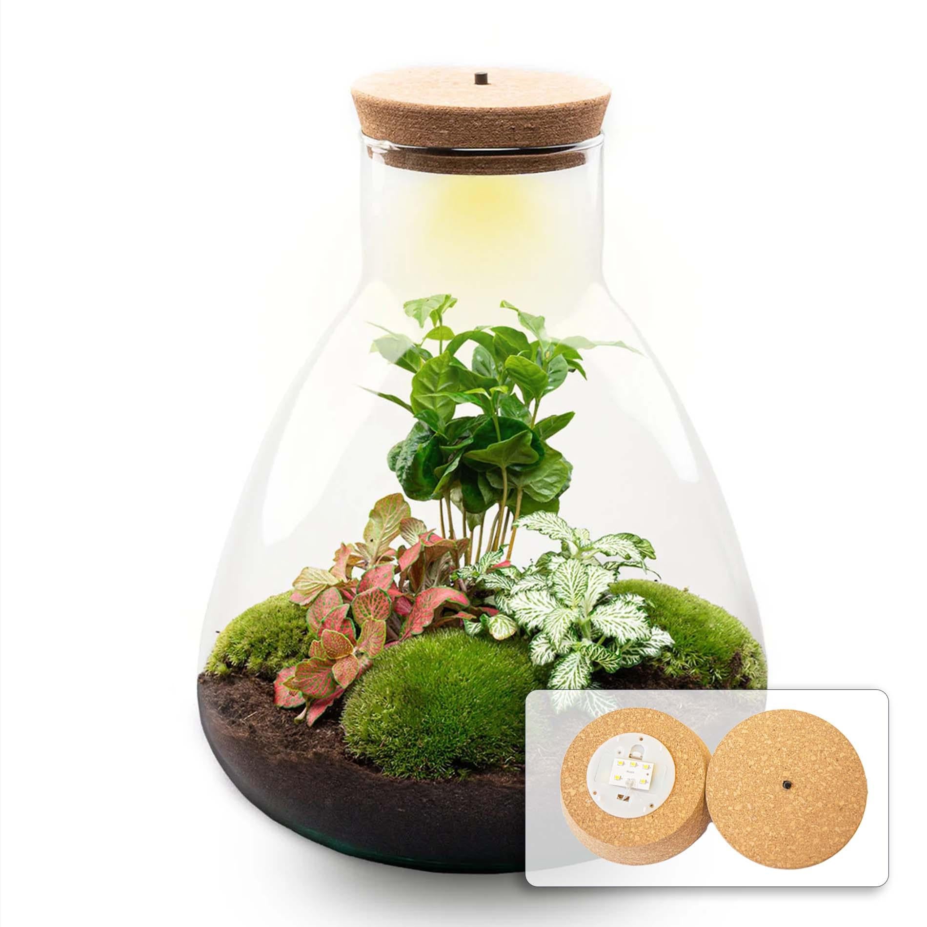 Flaschengarten - Sam mit Lampe - ↕ 30 cm - Normal - Pflanzfix24.de - Pflanzfix24.de