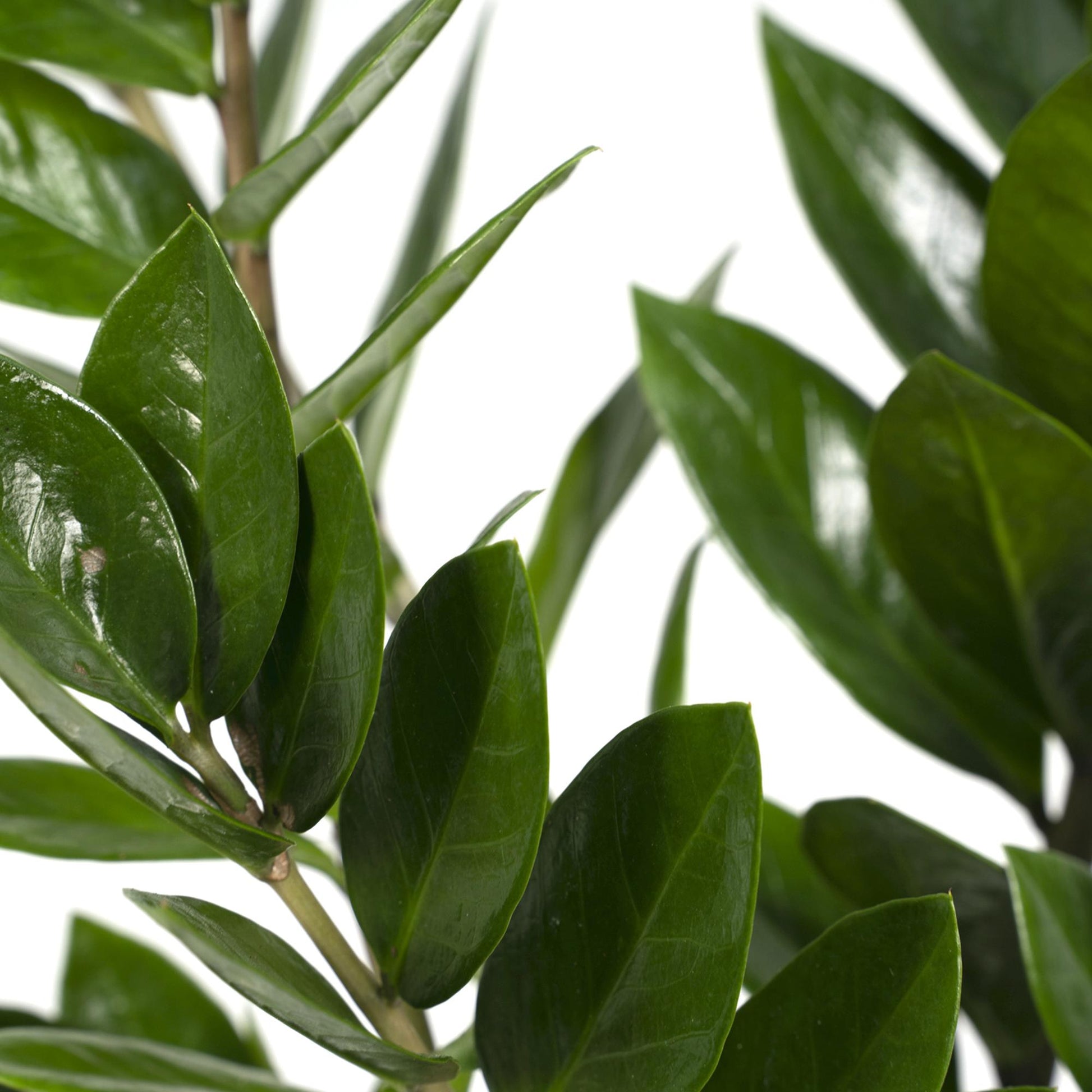 Zamioculcas Zamiifolia Ø17cm, 70cm – Grüne Zimmerpflanze | Pflanzfix24.de - Pflanzfix24.de