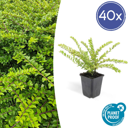 40x Lonicera nit. 'Maigrün' - ↕10-25cm - Ø9cm - Pflanzfix24.de - Pflanzfix24.de
