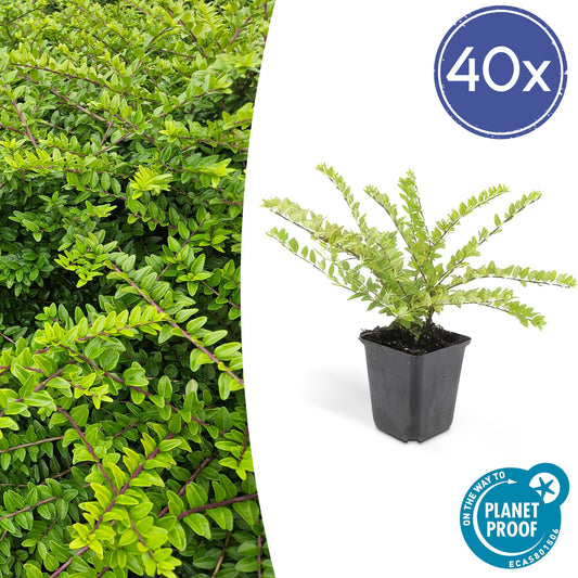 40x Lonicera nit. 'Maigrün' - ↕10-25cm - Ø9cm - Pflanzfix24.de - Pflanzfix24.de