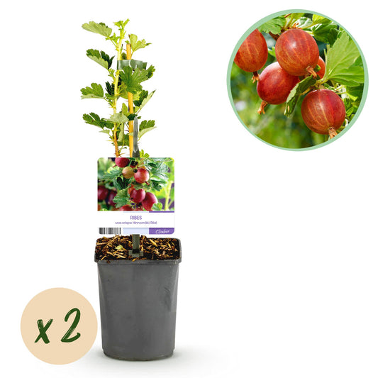 Stachelbeere Ribes uva-crispa Hinnomäki Röd - 2 Pflanzen - Topf 11cm - Pflanzfix24
