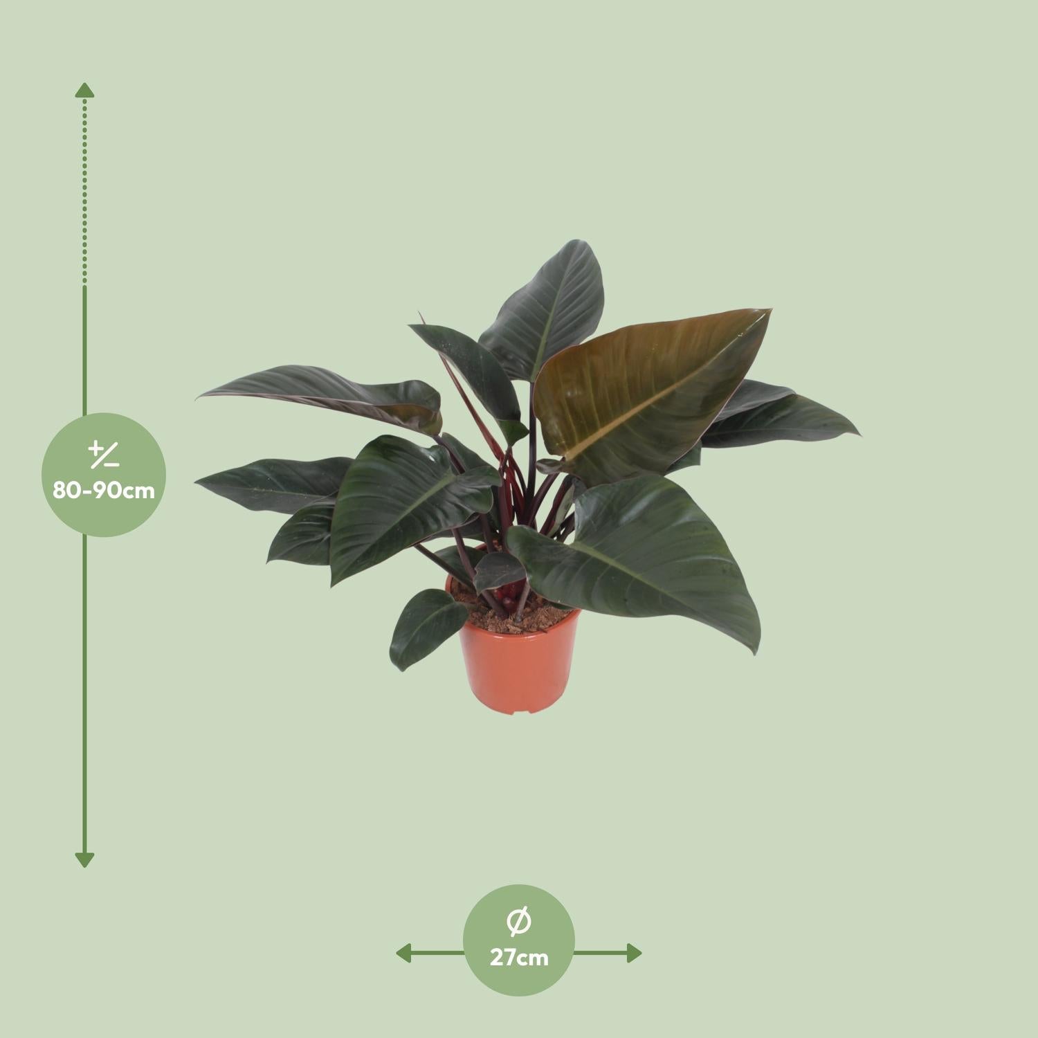 Philodendron Congo Red Ø27cm – Luftreinigende Zimmerpflanze | Pflanzfix24.de - Pflanzfix24.de