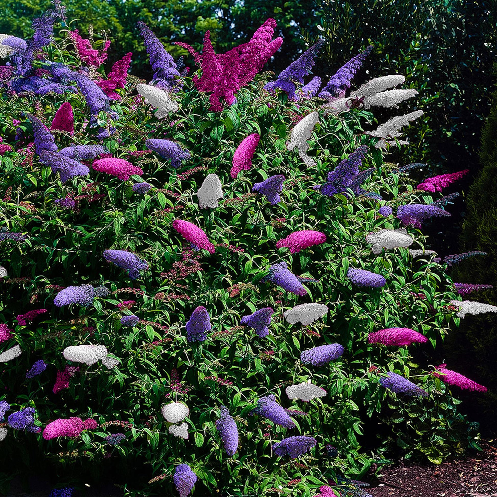 Pflanzfix24.de - Schmetterlingsstrauch - Buddleja davidii Tricolour - 3er Set - Blüten Rosa, Weiß und Lila - 1m2 - Pflanzfix24.de