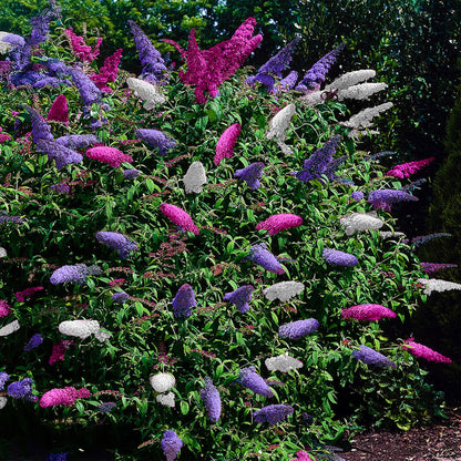 Pflanzfix24.de - Schmetterlingsstrauch - Buddleja davidii Tricolour - 3er Set - Blüten Rosa, Weiß und Lila - 1m2 - Pflanzfix24.de
