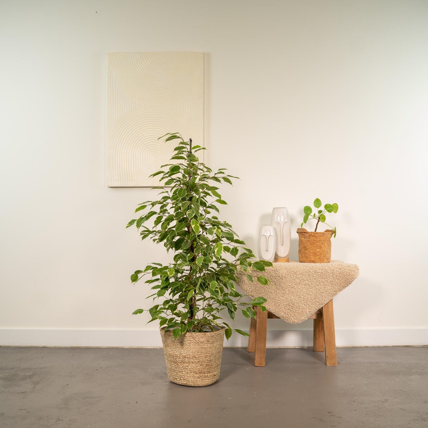 Ficus Benjamina Goldenking - Ø21cm - ↕95cm + Korb Selin - Pflanzfix24
