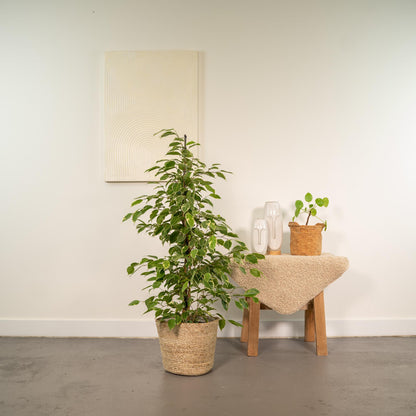 Ficus Benjamina Goldenking - Ø21cm - ↕95cm + Korb Selin - Pflanzfix24