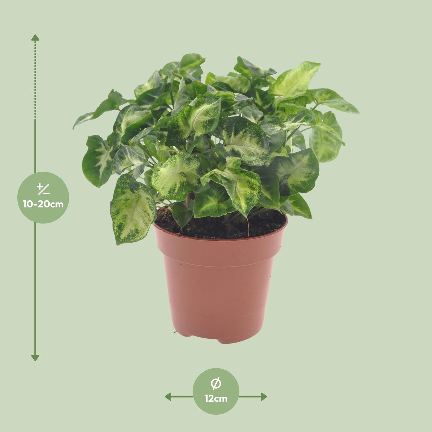 Syngonium Pixie Ø12cm – pflegeleichte Zimmerpflanze bei Pflanzfix24