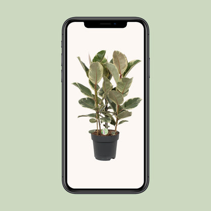 Ficus Tineke - Ø27cm - ↕85cm von Pflanzfix24.de - Pflanzfix24.de