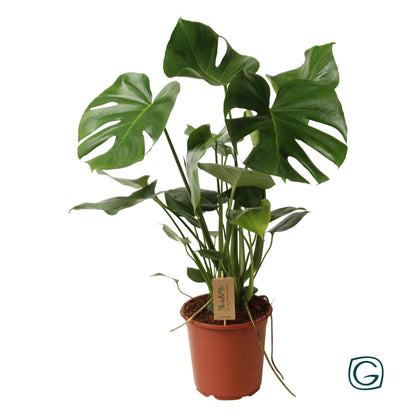 Monstera Deliciosa P21 - Ø21cm - ↕60cm - Pflanzfix24