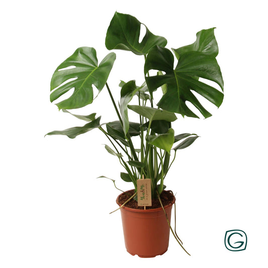 Monstera Deliciosa P21 - Ø21cm - ↕60cm - Pflanzfix24