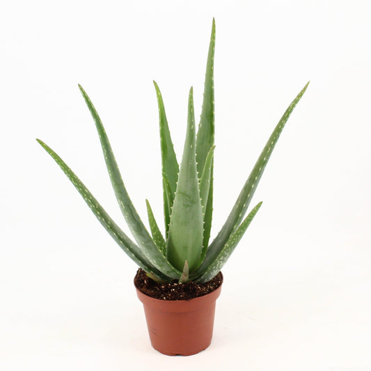 Aloe Vera P14 Zonder Kwekersetiket - Ø14cm - ↕45cm - Pflanzfix24