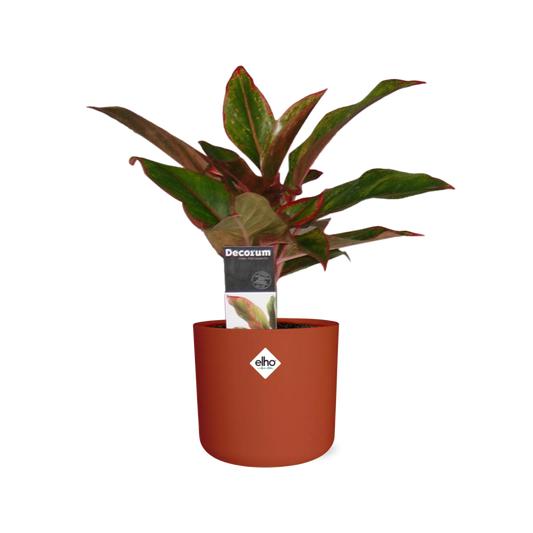 Aglaonema Crete in ELHO b.for soft rond 14cm brique - Pflanzfix24