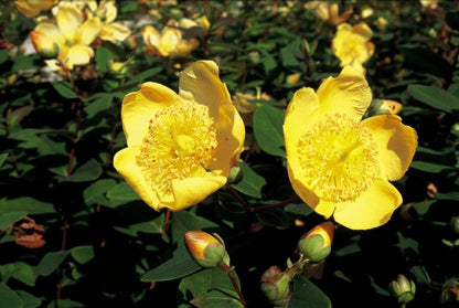 24x Hypericum dummeri 'Peter Dummer' - ↕10-25cm - Ø9cm von Pflanzfix24
