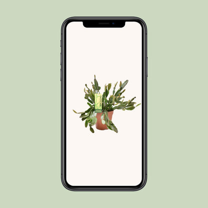 Rhipsalis Agudoensis - Ø12 ↕25 von Pflanzfix24