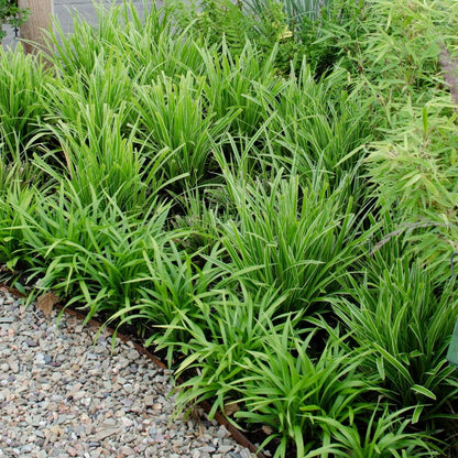 3 x Carex morrowi 'Ice Dance' - Ø 14 cm - ↨ 25 cm - Pflanzfix24