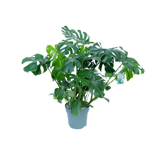Monstera Deliciosa - Ø30cm - ↕100cm - Pflanzfix24