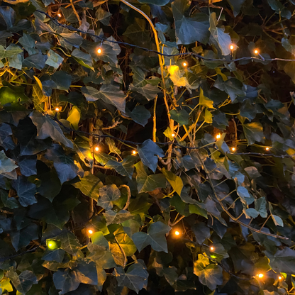Hedera Hibernica - Efeu - Fertighecke - Pflanzfix24.de - Pflanzfix24.de