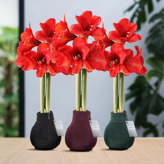 No Water Flowers® (wax amaryllis) | Fashionz Patternz Shine Mix (3 pack) + Red flower - Pflanzfix24