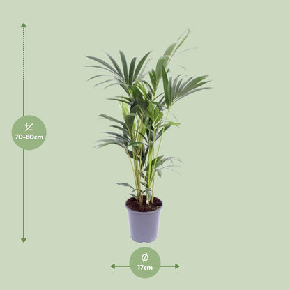 Kentia-Palme - Howea Forsteriana - Ø17cm - ↕75cm - Pflanzfix24.de - Pflanzfix24.de