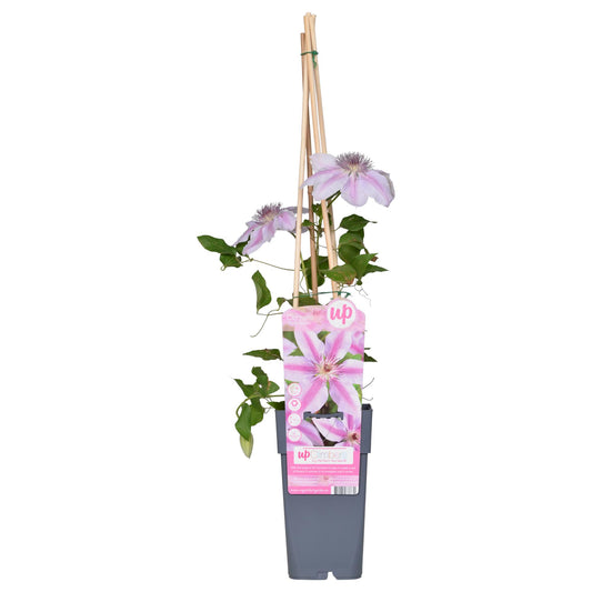 Clematis Nelly Moser - 65cm - Ø15 - Pflanzfix24.de - Pflanzfix24.de