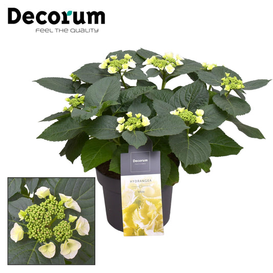 Hydrangea Teller Benxi (wit) 7 - 12 Kop (Decorum) - Pflanzfix24
