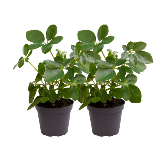 Schefflera Arboricola - 2 Stücke - Ø12cm - ↕30cm - Pflanzfix24