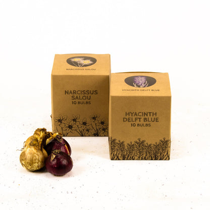 Blumenzwiebeln Amsterdam - Rob's Favorites - 20er Pack - Größe 12/14 - Pflanzfix24
