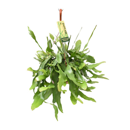 Epiphyllum Pumilum - Ø17 ↕55 - Pflanzfix24
