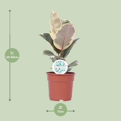 Ficus Elastica Tineke - Ø17cm - ↕50cm - Pflanzfix24.de - Pflanzfix24.de