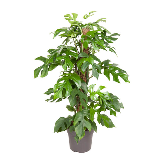 Monstera Minima Ø19cm – elegante Zimmerpflanze | Pflanzfix24.de - Pflanzfix24.de