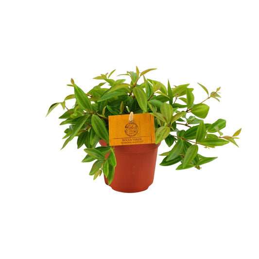 Peperomia Ang. Rocca Vivace - Ø11cm - pflanzfix24