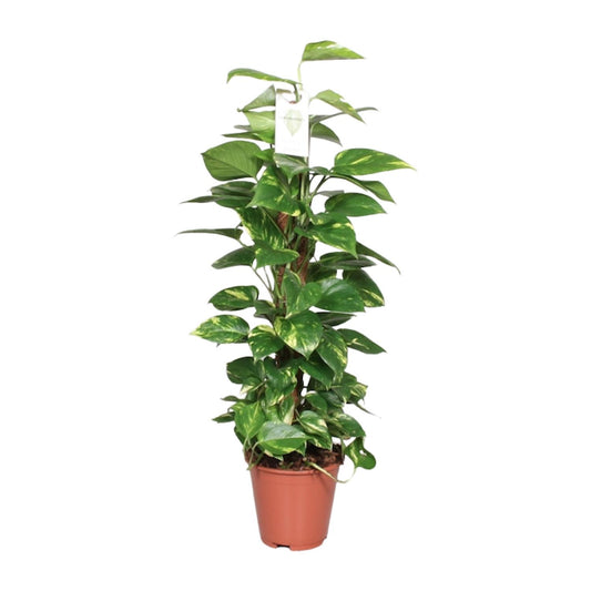 Epipremnum Pinnatum Mosstok 80cm Scindapsus - Pflanzfix24