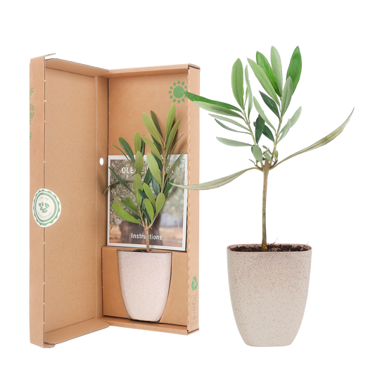 Mini-Olivenbaum im Briefkasten 15 cm | Pflanzfix24.de - Pflanzfix24.de
