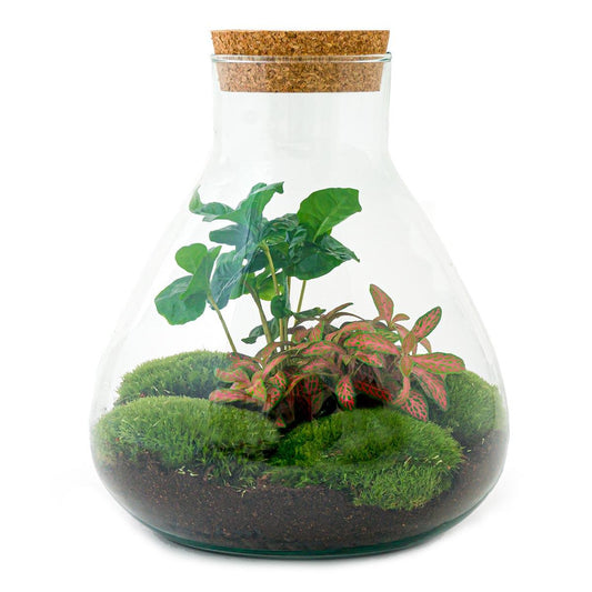 Flaschengarten - Sammie Coffea - 26 cm - Pflanzfix24.de - Pflanzfix24.de