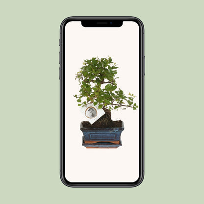 Bonsai 'Sageretia' – S-Form – Ø15 cm – Höhe ca. 15 cm | Eleganter Indoor-Bonsai von Pflanzfix24